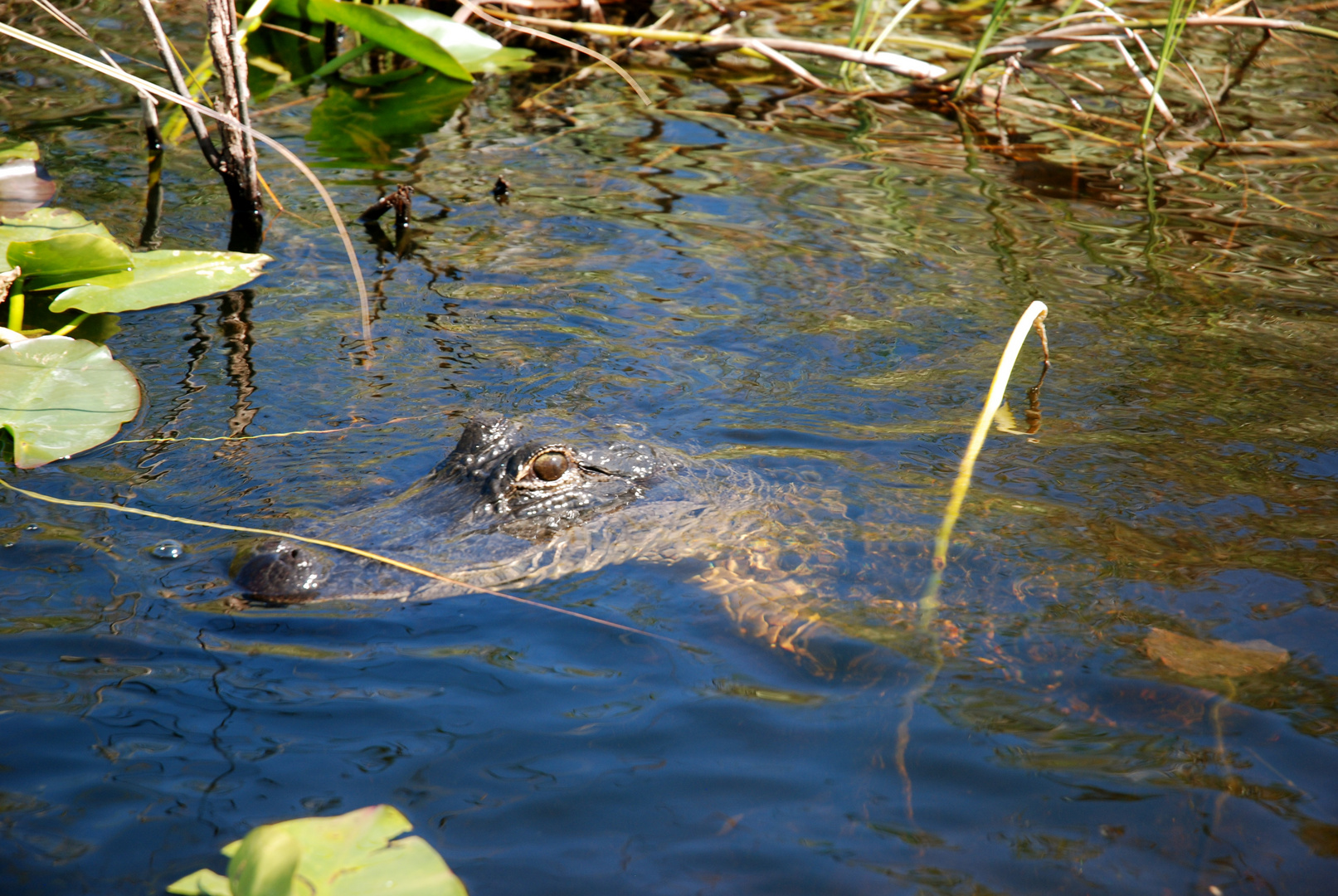 kein zoom !!! wer war jetzt zu dicht -Alligator oder ich ?