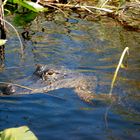 kein zoom !!! wer war jetzt zu dicht -Alligator oder ich ?