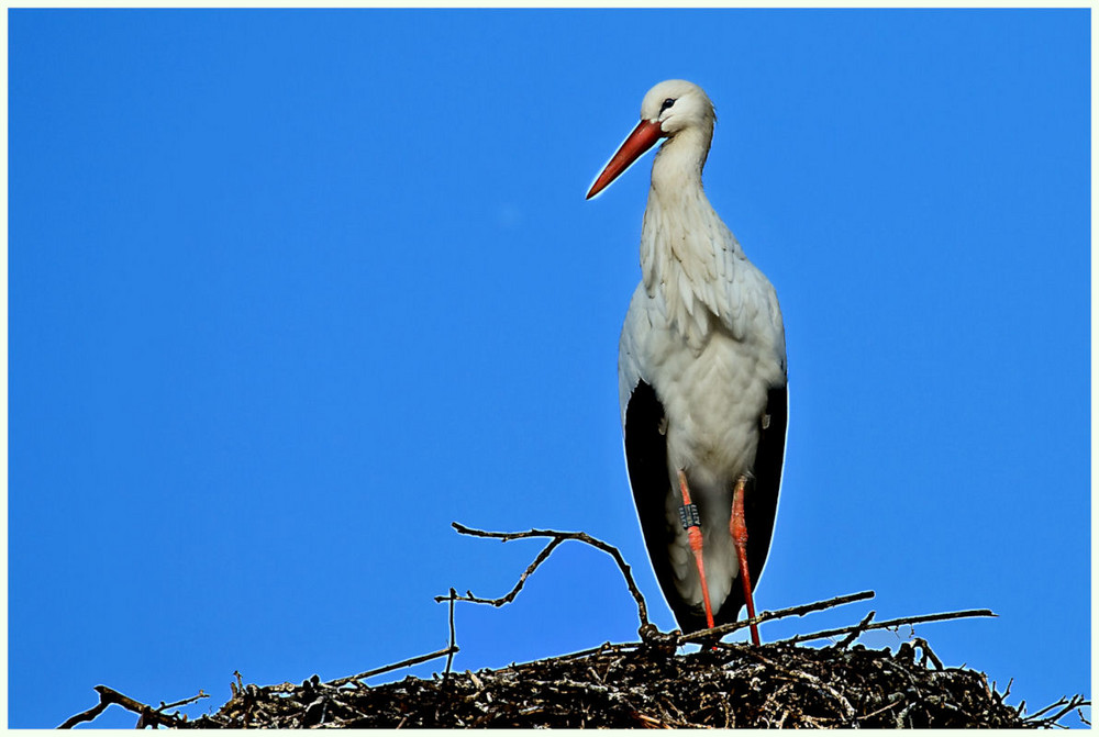 Kein Zugvogel mehr