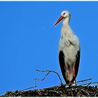 Kein Zugvogel mehr