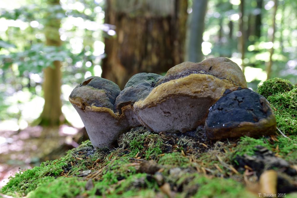 KEIN Zunder-Pilz ....................... schwer zu bestimmen.