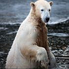 kein Zweifel, daß er ein Eisbär ist ...