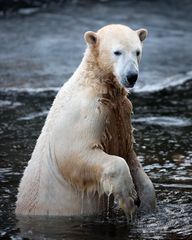 kein Zweifel, daß er ein Eisbär ist ...