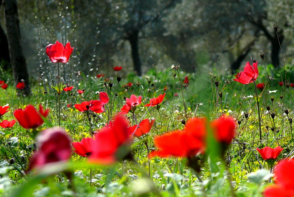 Kein Zweifel der Frühling hat hier schon begonnen.