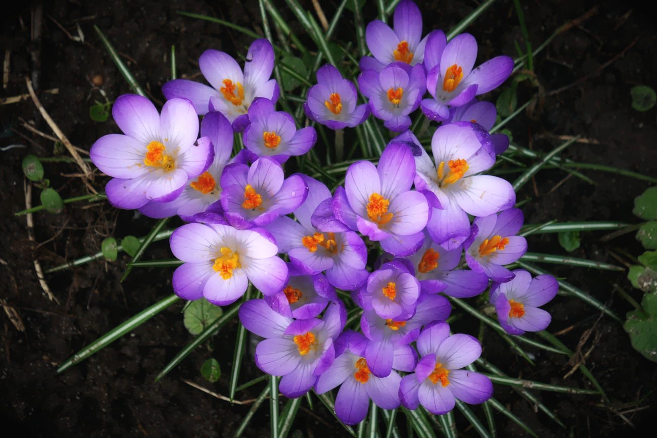 Kein Zweifel, der Frühling naht!