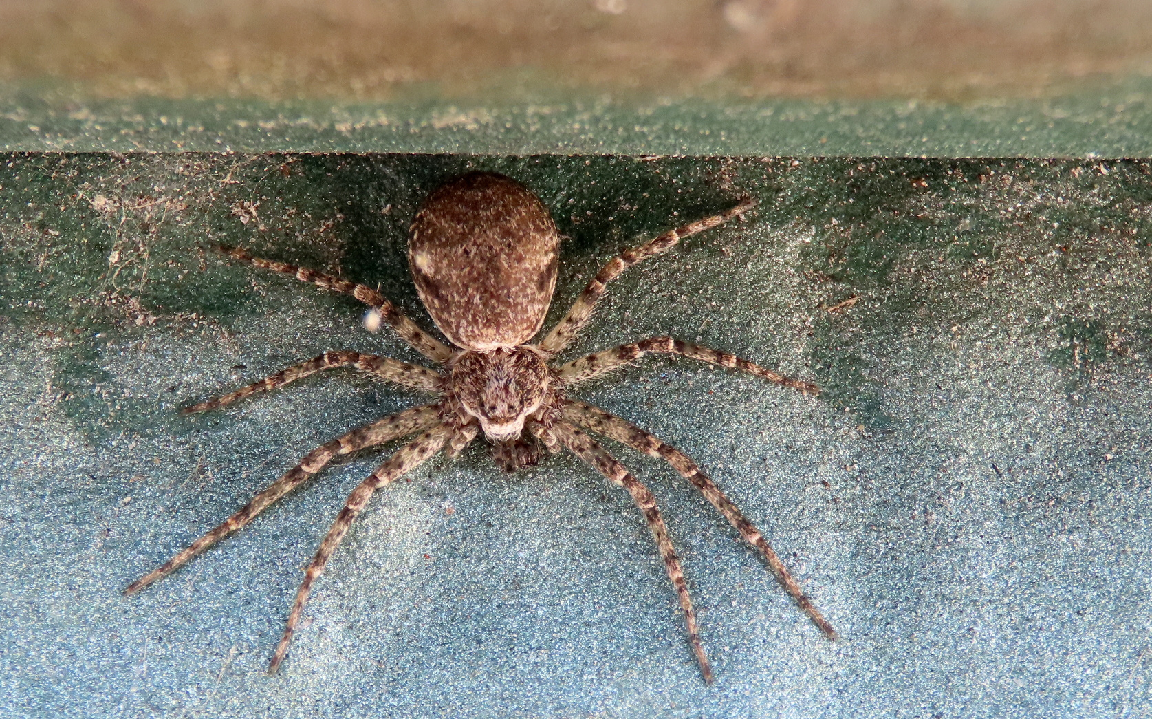 Keine Ahnung Spinne