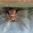 Keine Ahnung Spinne
