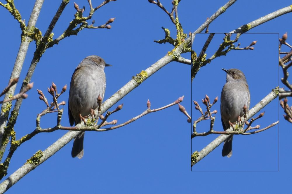 Keine Ahnung Vogel