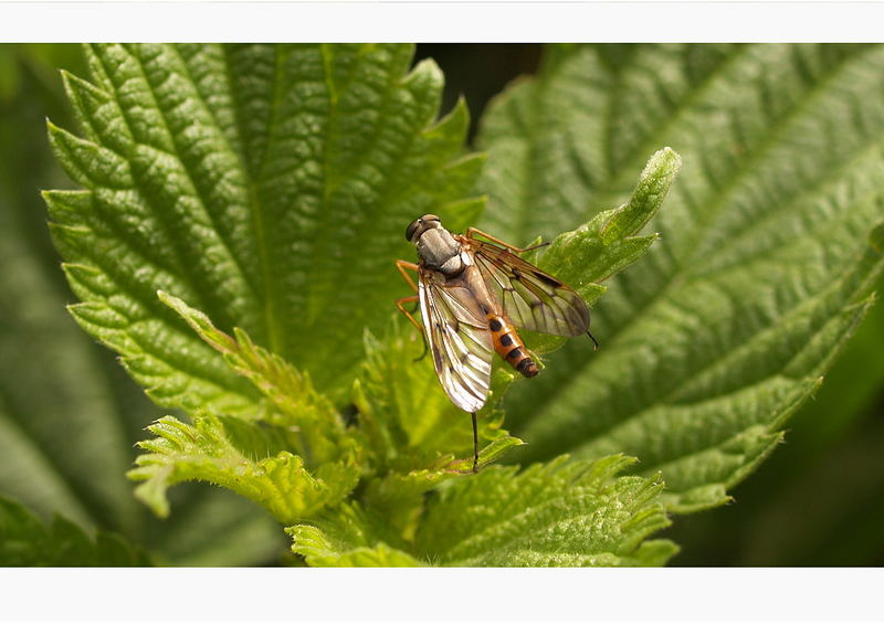 keine Ahnung von Insekten