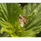 keine Ahnung von Insekten