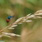 keine Ahnung was das für eine Fliege ist