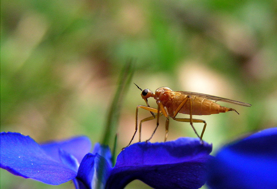 keine Ahnung was das für ne Fliege ist