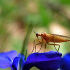 keine Ahnung was das für ne Fliege ist