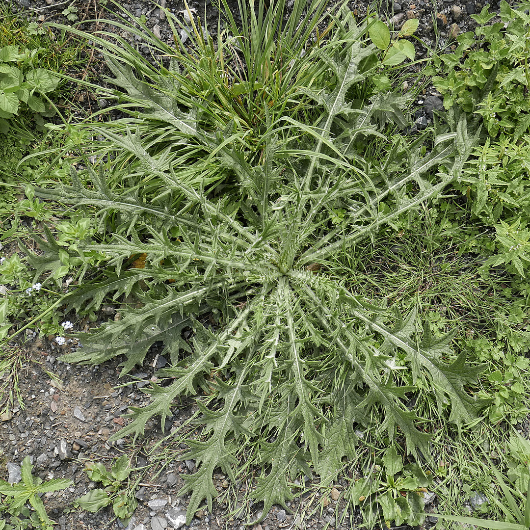 Keine Ahnung, was das mal werden soll, tippe auf eine Art Distel?