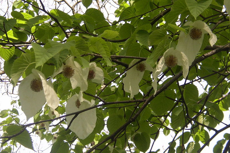 keine Ahnung was dies für ein Baum ist ?