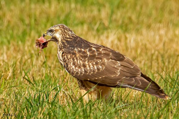           Keine Ahnung was er gefunden hat 