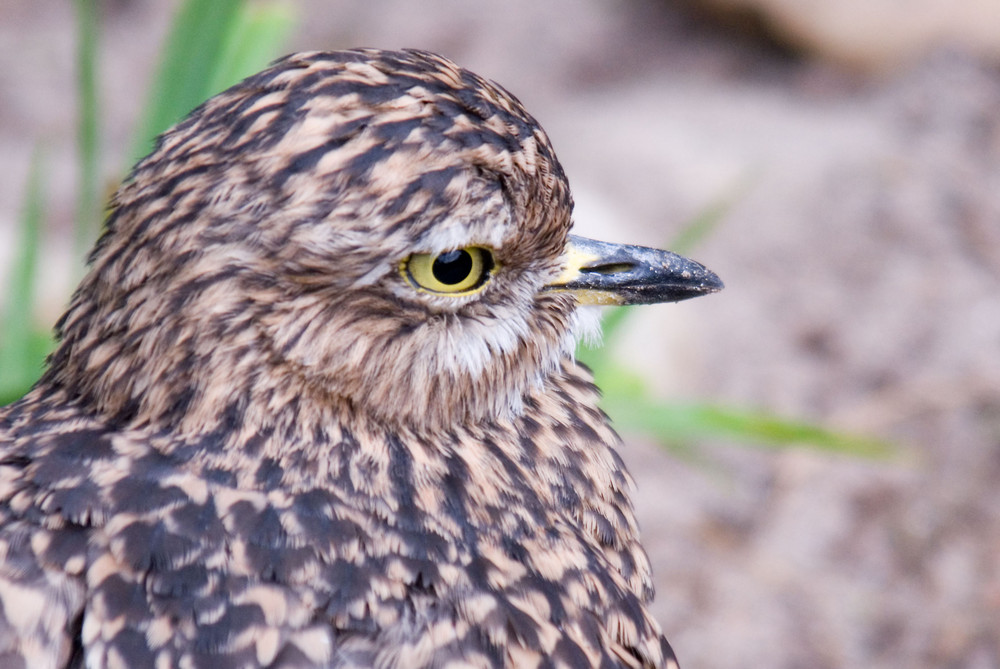 Keine Ahnung was für ein schräger Vogel das ist