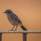 Keine Ahnung, was für ein Vogel das ist