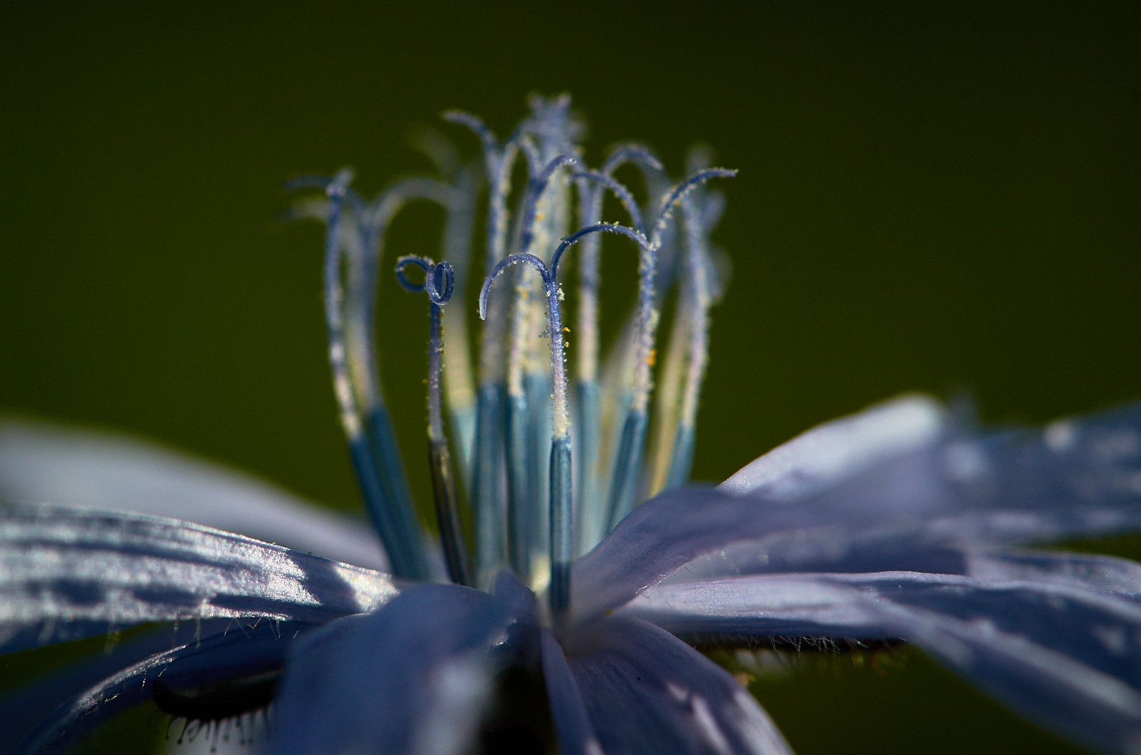 Keine Ahnung was für eine Blüte :)