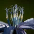 Keine Ahnung was für eine Blüte :)