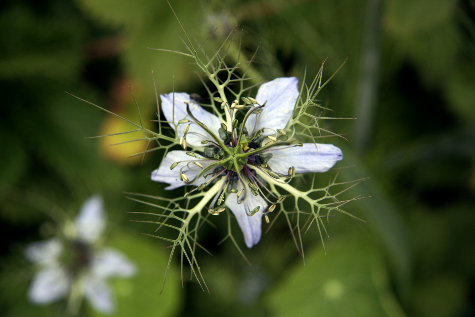 keine ahnung welche blume das ist