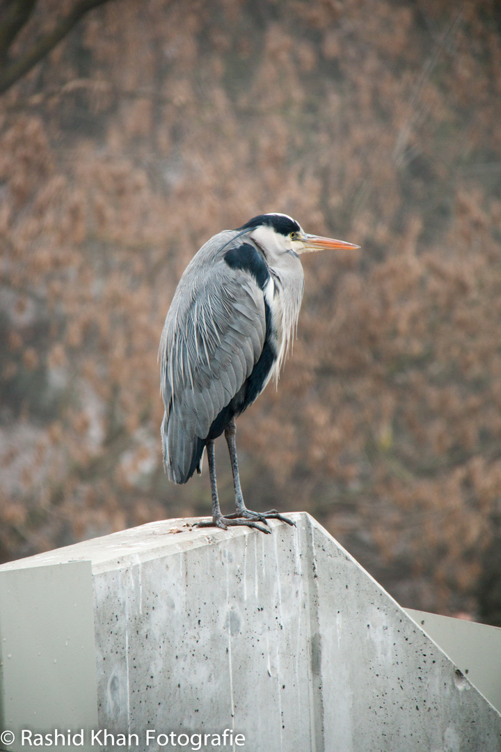 keine Ahnung welcher Vogel aber per Zufall bei einer Pause fotografiert.