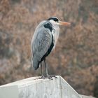 keine Ahnung welcher Vogel aber per Zufall bei einer Pause fotografiert.