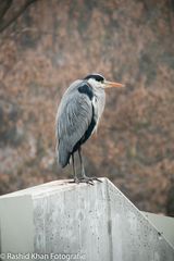 keine Ahnung welcher Vogel aber per Zufall bei einer Pause fotografiert.