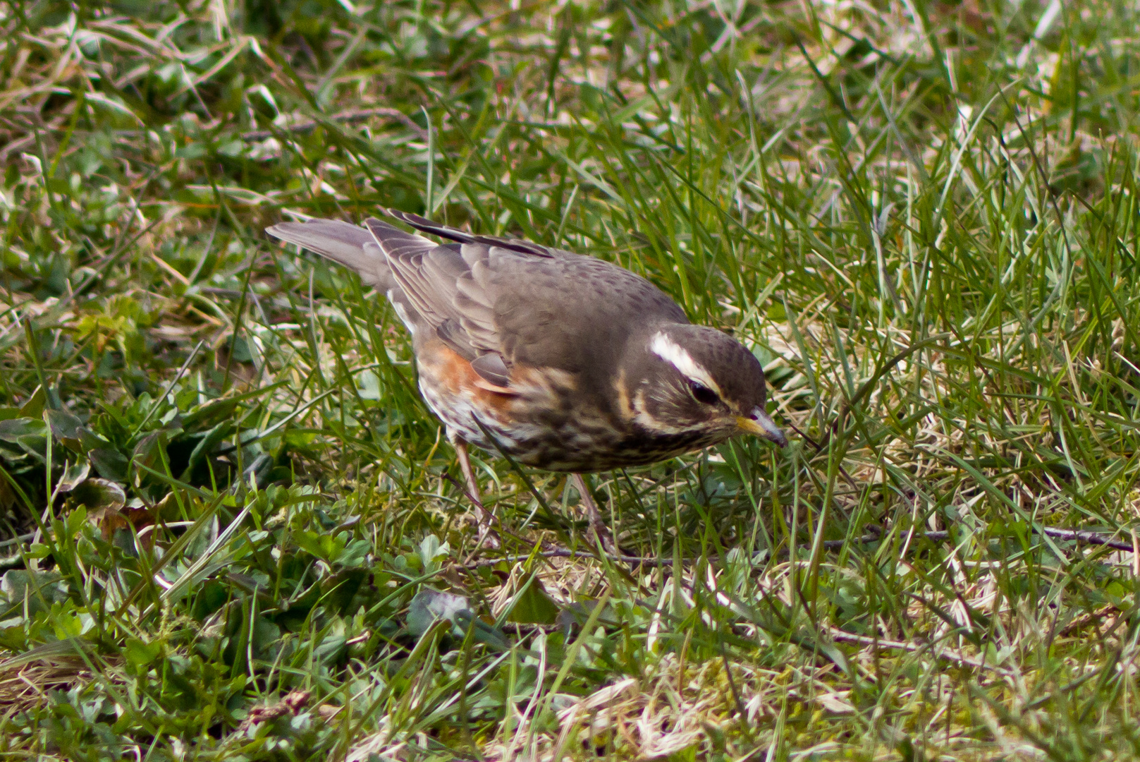 Keine Ahnung wie der Gartenbesucher heißt?