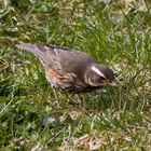 Keine Ahnung wie der Gartenbesucher heißt?