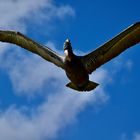 Keine Ahnung wie der Vogel heißt