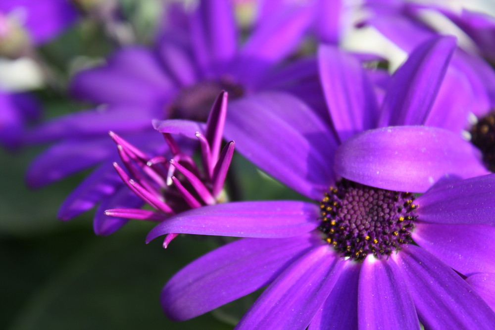 keine Ahnung wie die Blume heißt ;-)