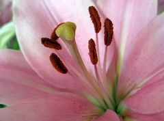 keine Amaryllis sondern Lilie