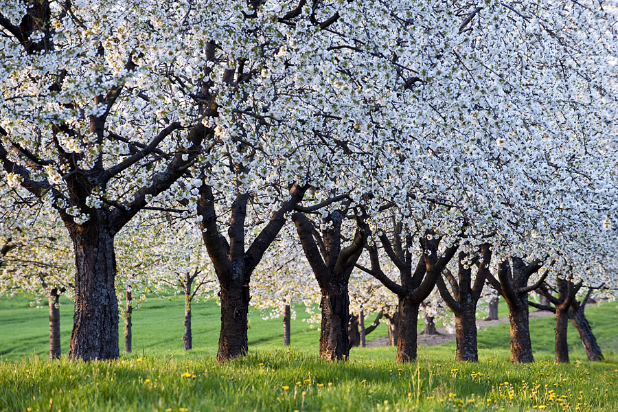 keine Angst, aus Schneeflocken wurden Obstblüten...