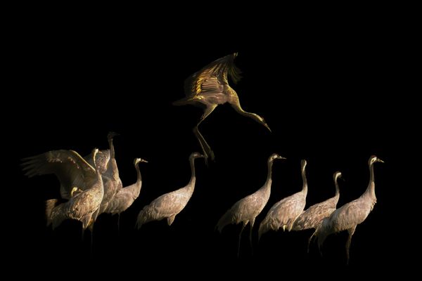 Keine Angst, der kommt nicht, Kranich