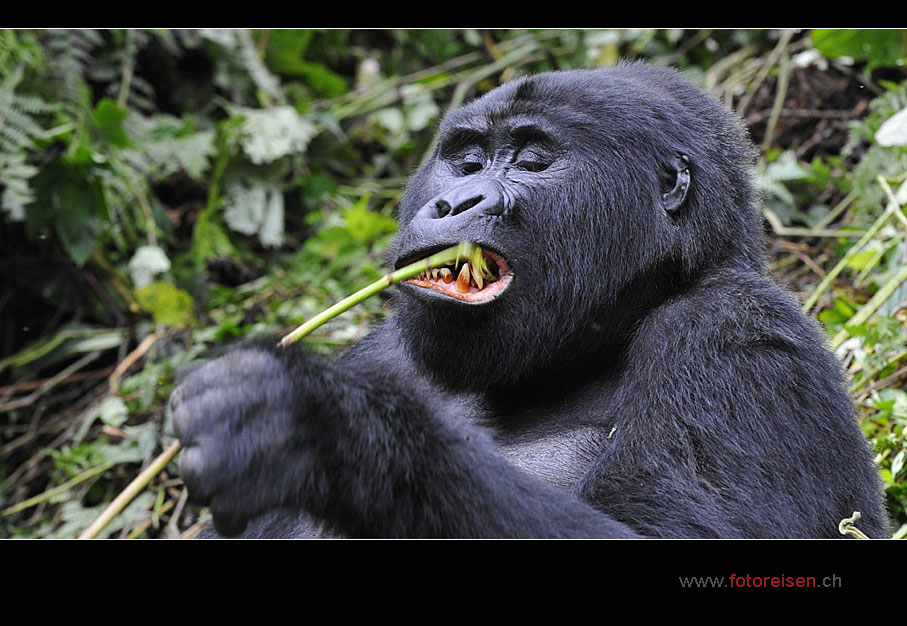 Keine Angst - Gorillas sind Vegetarier!