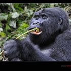 Keine Angst - Gorillas sind Vegetarier!