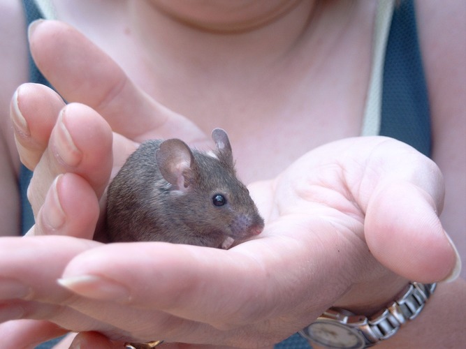 Keine Angst kleine Maus Foto & Bild | tiere, haustiere Keine Angst kleine Maus Foto & Bild | tiere, haustiere
