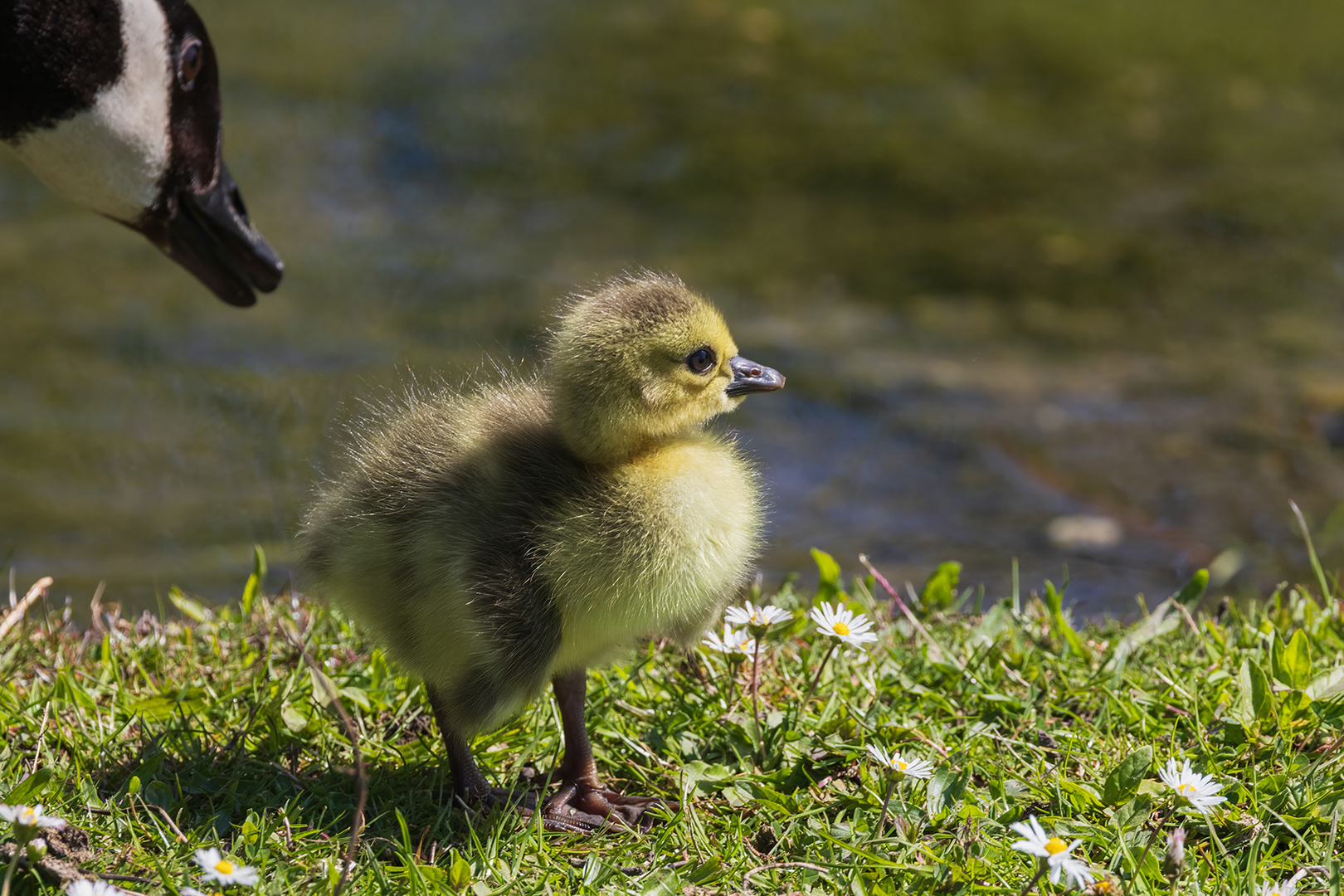 keine Angst, Kleines. Mama hat ein Auge auf Dich !