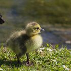 keine Angst, Kleines. Mama hat ein Auge auf Dich !