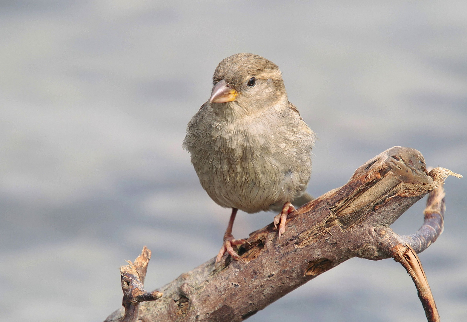 Keine Angst, nur ein Spatz...