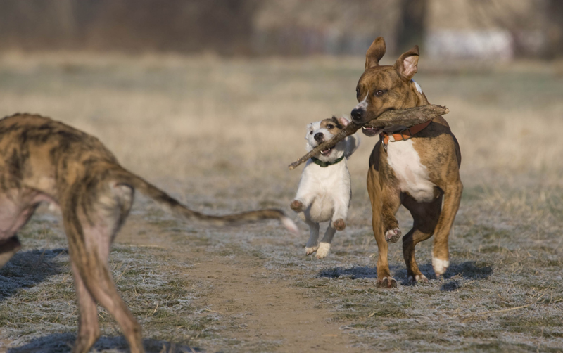 Keine Angst vor großen Hunden