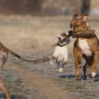 Keine Angst vor großen Hunden