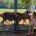 Keine Angst vor großen Tieren