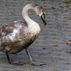 keine Angst vor großen Tieren