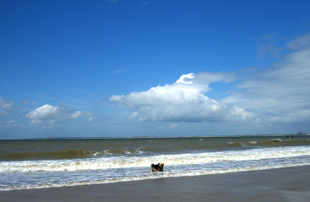 ...keine angst vor großen (wolken)fischen...