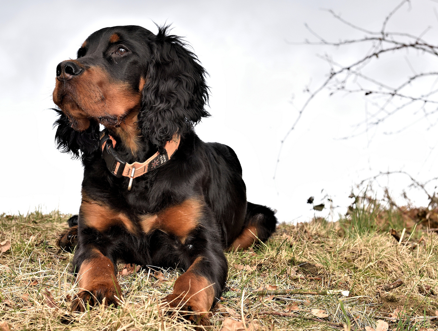 keine angst vor hunden!