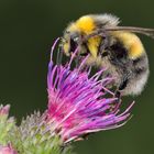 Keine Angst vor Pollen