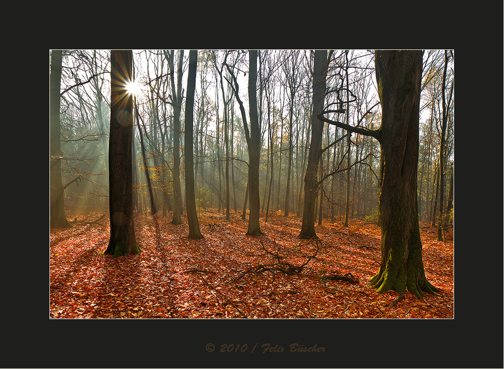 Keine Angst vorm dunklen Wald (1)