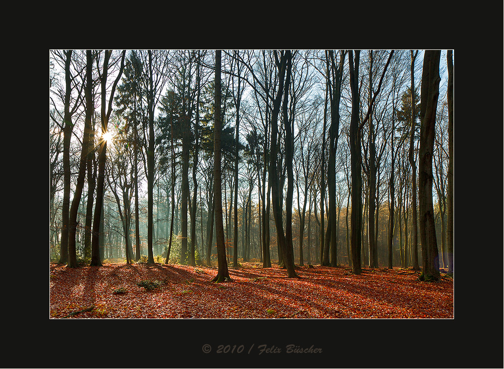 Keine Angst vorm dunklen Wald (2)